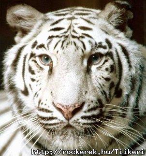 WhiteTiger