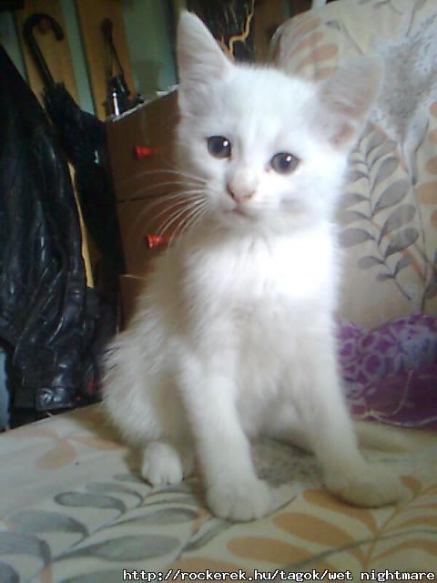 Phoebe