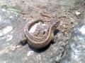 Fredie :) -(Raptort mg nem sikerlt lencsevgre kapnom.)- ( zld)