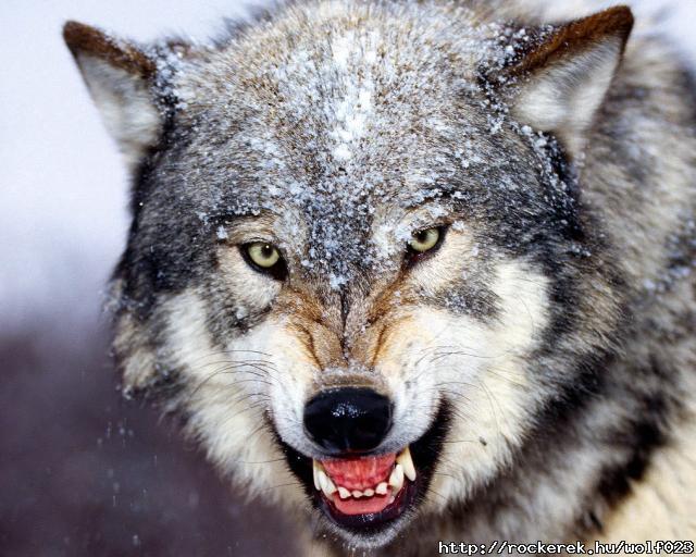 wolf 3