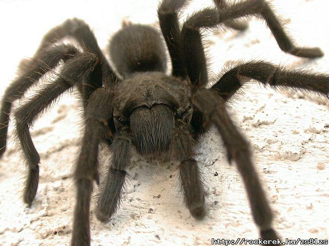 tarantula2